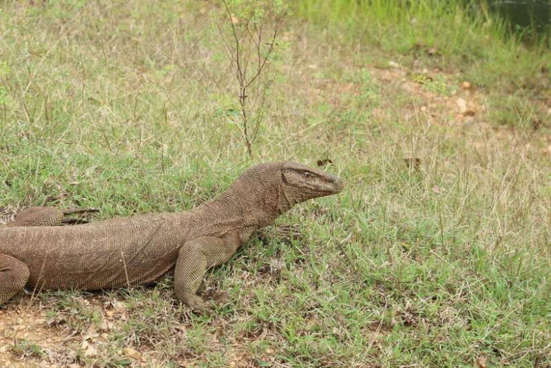 Wilpattu National Park: Morning or Afternoon Safari - Who is This Safari Best For?