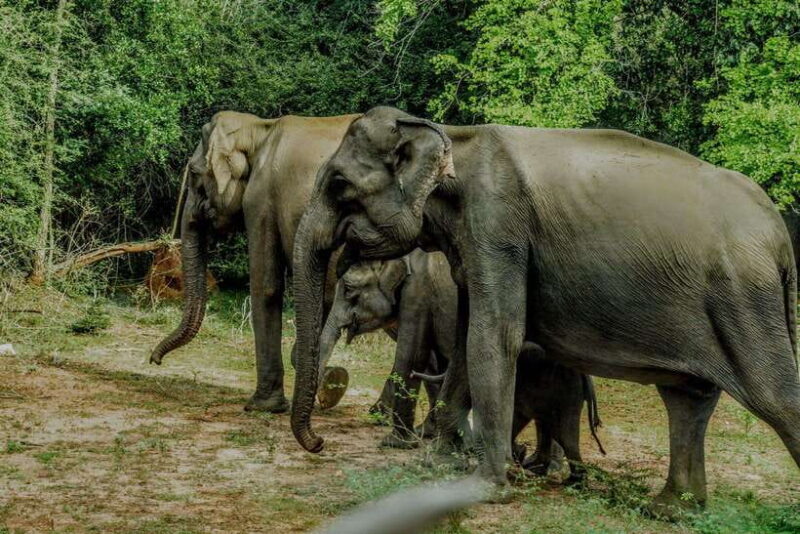 Wilpattu National Park: Morning or Afternoon Safari - The Sum Up