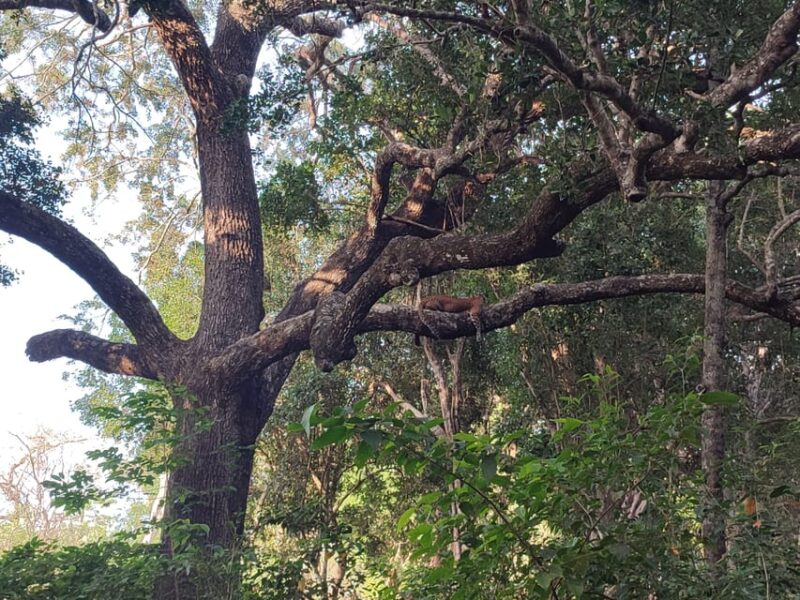 Wilpattu National Park- Morning or Afternoon Safari - Important Safari Details