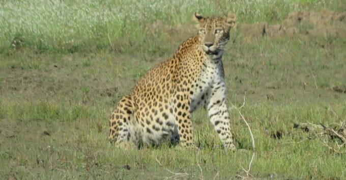 Wilpattu National Park- Morning or Afternoon Safari - Frequently Asked Questions