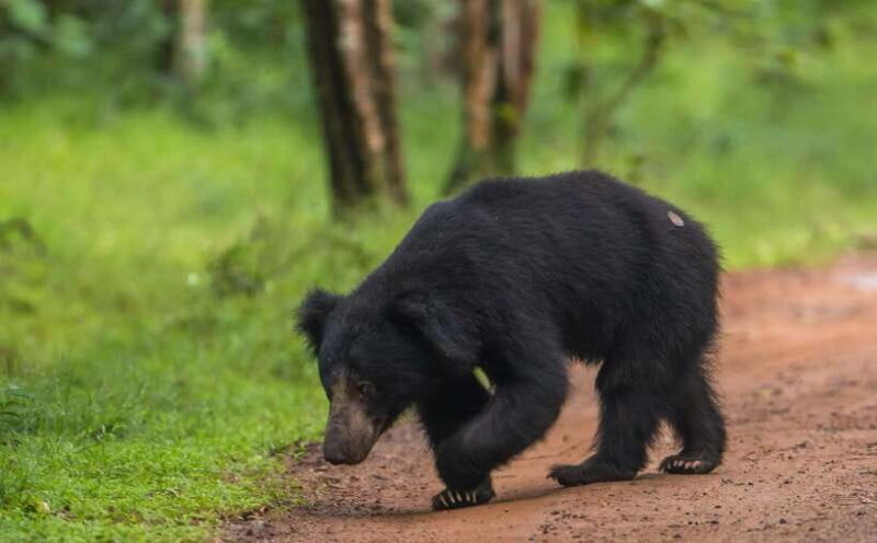 Wilpattu National Park: Morning or Evening Jeep Safari - Practical Details and Tips  