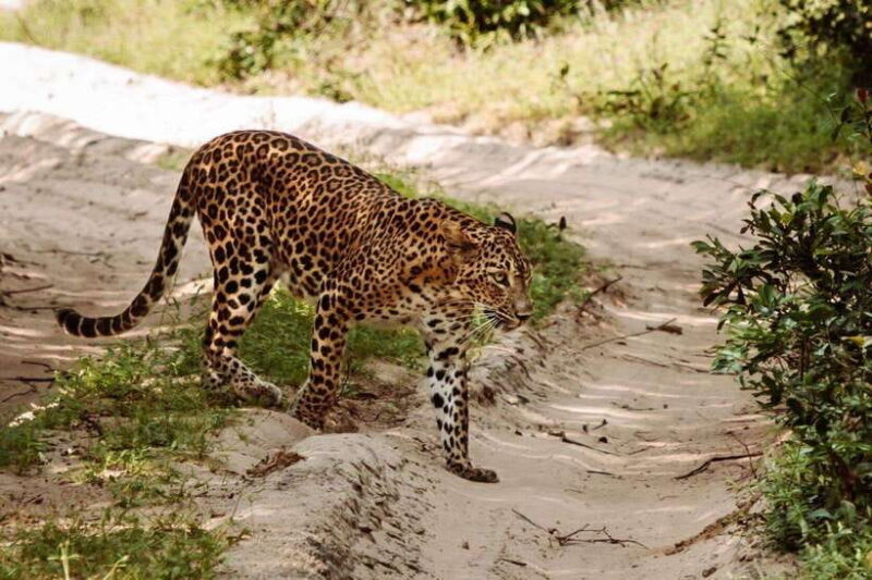 Wilpattu National Park: Morning or Evening Jeep Safari - Why Choose This Safari?  