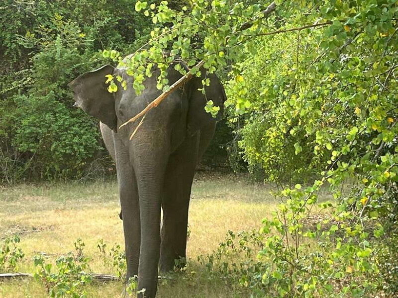 Wilpattu National Park: Private Safari (12hrs) - Introduction: What’s the Wilpattu Safari All About?