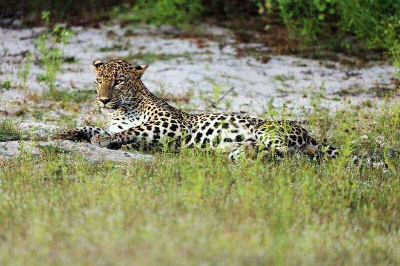 Wilpattu National Park: Private Safari - The Sum Up