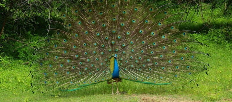 Wilpattu National Park Safari Guided by NATURALIST / RANGER - Key Points
