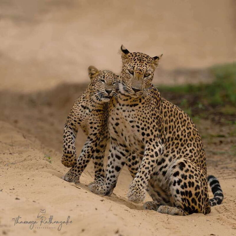Wilpattu National Park Safari Guided by NATURALIST / RANGER - The Sum Up