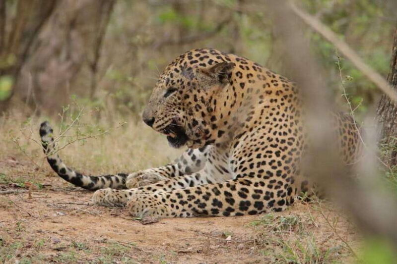 Wilpattu National Park Safari Guided by NATURALIST / RANGER - FAQ