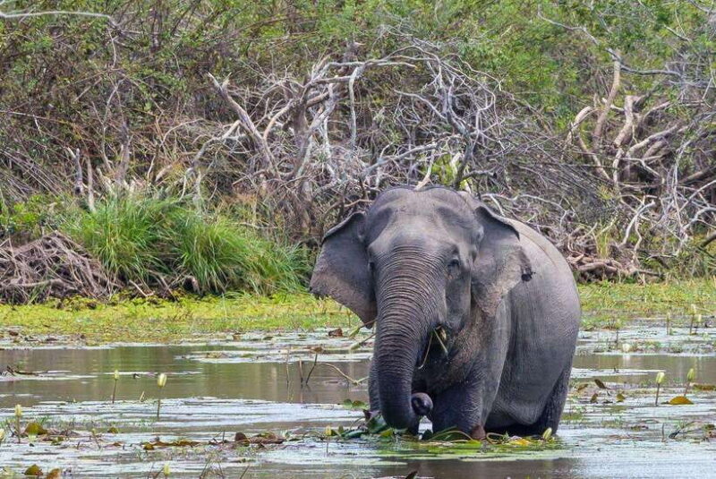 Wilpattu National Park Safari Jeep Tour - Key Points