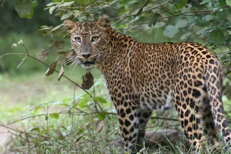 Wilpattu National Park Safari Jeep Tour - Who Should Consider This Tour?