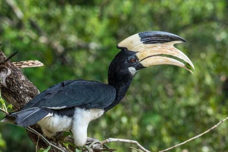Wilpattu National Park Safari Jeep Tour - FAQ