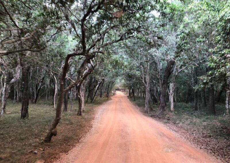 Wilpattu National Park Safari - Exploring the Wilpattu National Park Safari: An Authentic Wildlife Adventure in Sri Lanka