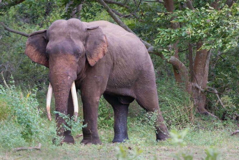 Wilpattu National Park Safari - Key Points