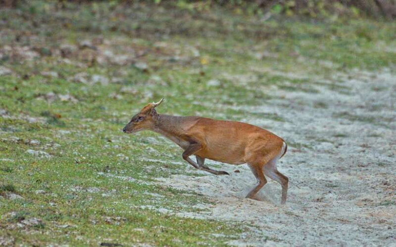 Wilpattu National Park Safari - FAQs about Wilpattu National Park Safari