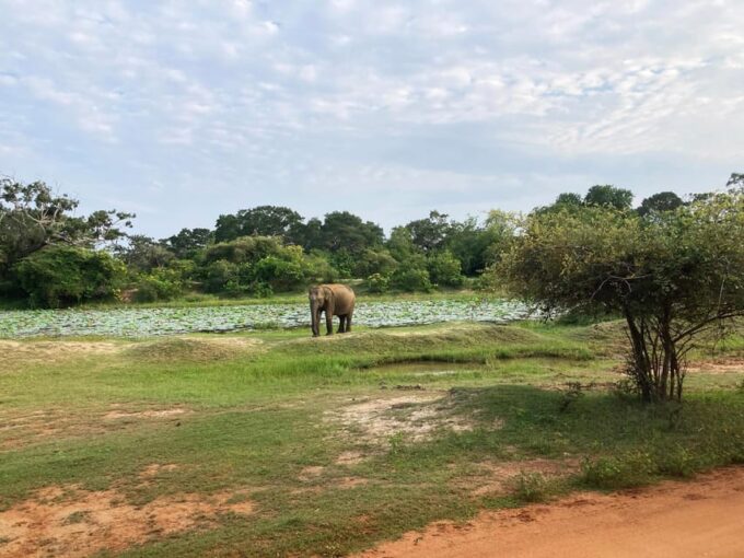 Wilpattu National Park:Full-Day Jeep Safari From Trincomalee - Safety Guidelines