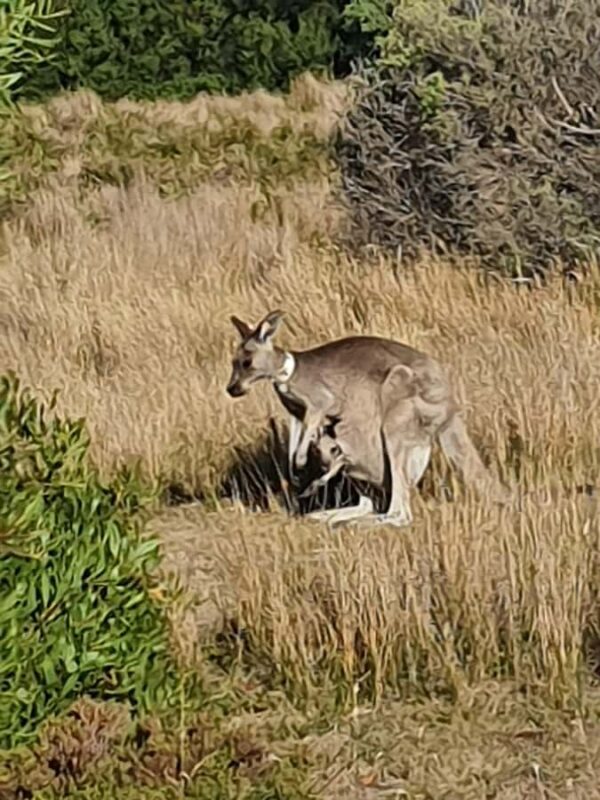 Wilsons Promontory National Park Day Trip - An Introduction to Wilsons Promontorys Charm