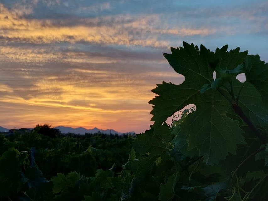 Wine and Food at Sunset - Scenic Experience