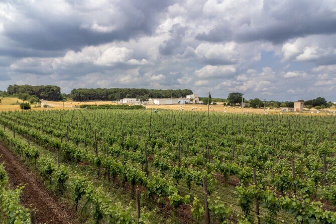 Wine and Food Pairing Experience at Alberobello Winery - The Itinerary in Detail