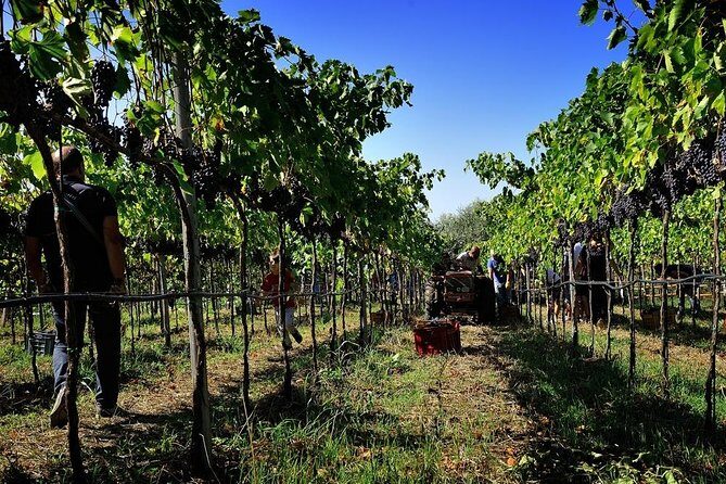 Wine and food tasting - Experience Breakdown: What You Can Expect