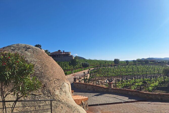 Wine and gastronomic tour in Guadalupe Valley for groups 6 - Final Thoughts: Is It Worth It?