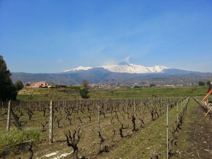 Wine and Lunch Tour - Highlights of the Tour