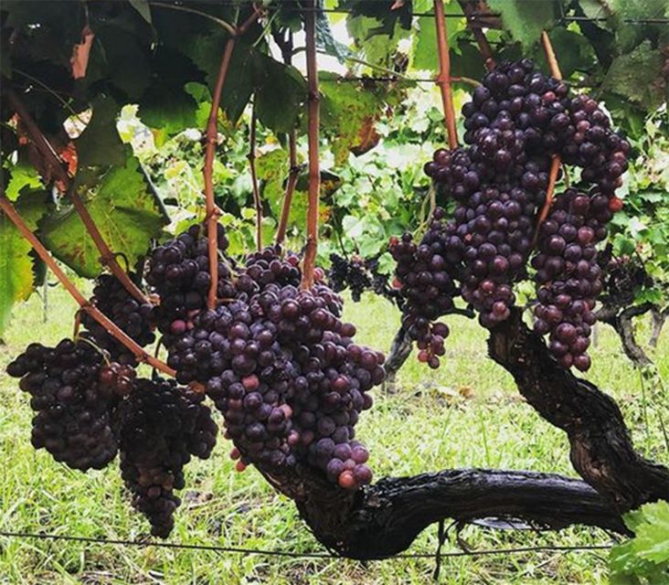 Wine and Lunch Tour - Wine Tasting Experience