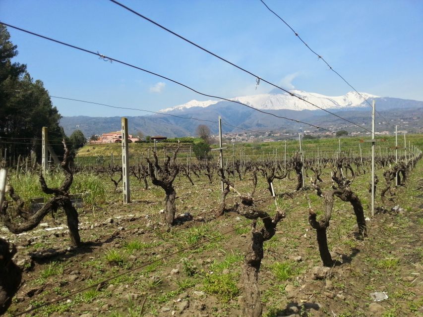 Wine and Lunch Tour - Tour Cancellation Policy