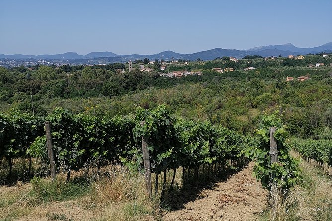 Wine and Olive Oil Tasting & Farm Tour - Panoramic Tasting Room