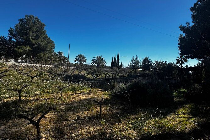 Wine and Tapas Tasting Tour from Alicante, Private Van - Final Thoughts: Is It Worth It?