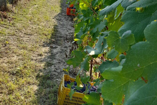 Wine and Typical Product Tasting Tour - Authenticity and Reviews