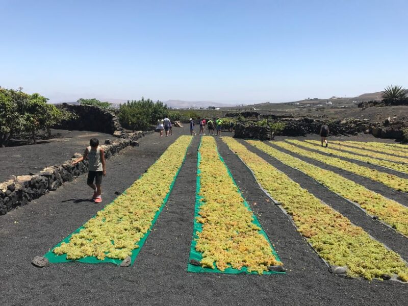 Wine and Volcan Private Tour - Itinerary Highlights