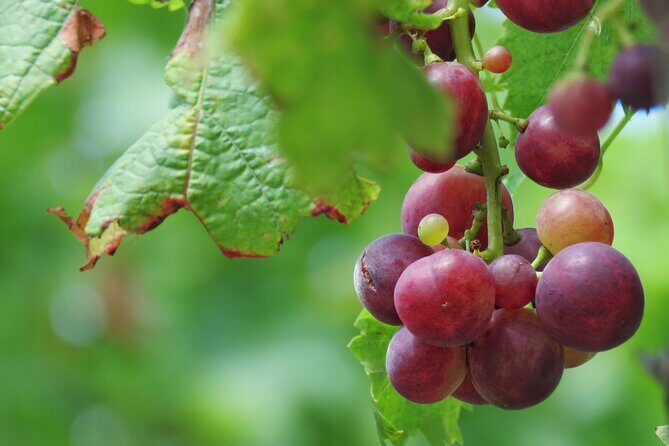 Wine & Cabo Girão Jeep Safari : Unveiling Madeira's Treasures - Cost vs. Value