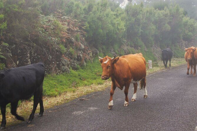 Wine & Cabo Girão Jeep Safari : Unveiling Madeira's Treasures - What We Loved Based on Reviews