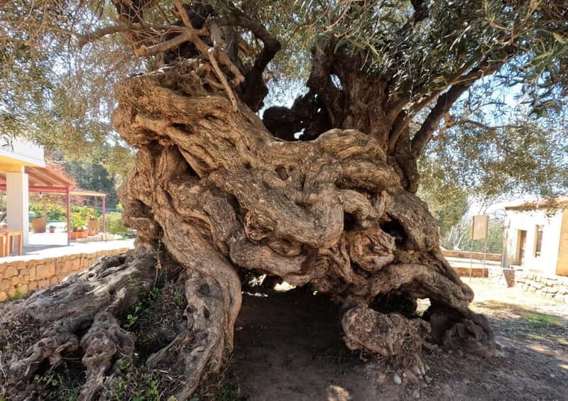 Wine, Dine & Divine: A Cretan Odyssey in Chania - An In-Depth Look at the Tour