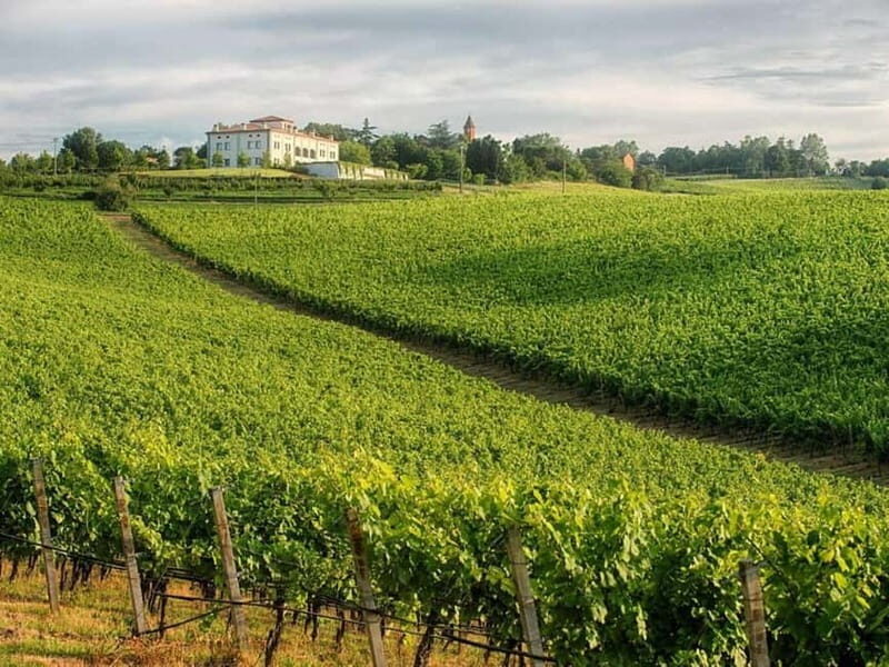 WINE EXPERIENCE & DOZZA - Private Day Tour from Bologna - What We Loved About This Tour