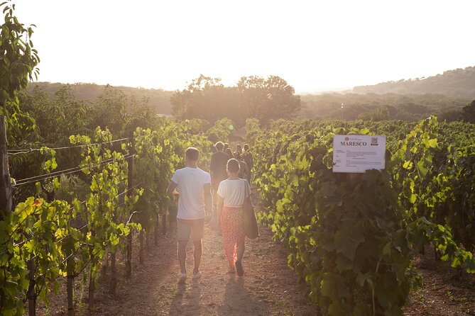 Wine Experience: Vineyard, Wines and Food - Accessibility and Comfort Features
