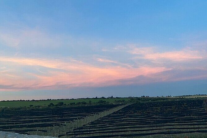 Wine Route !, Vineyards, wine tasting and pairing - Who Is This Tour Best For?