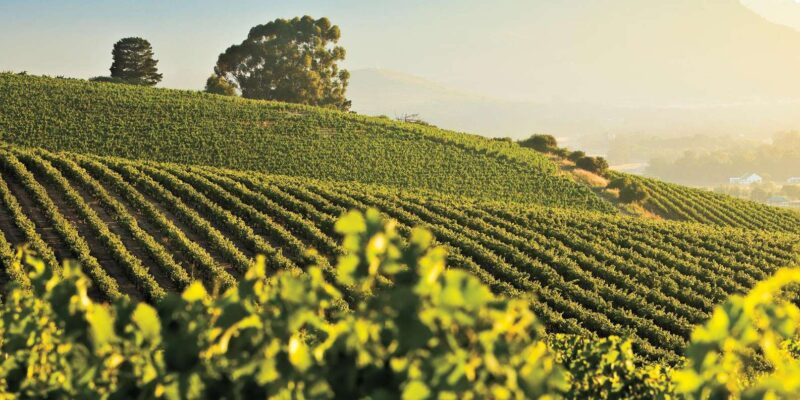 Wine Route Wanderer - Full Day Private Tour - Explore Iconic Estates