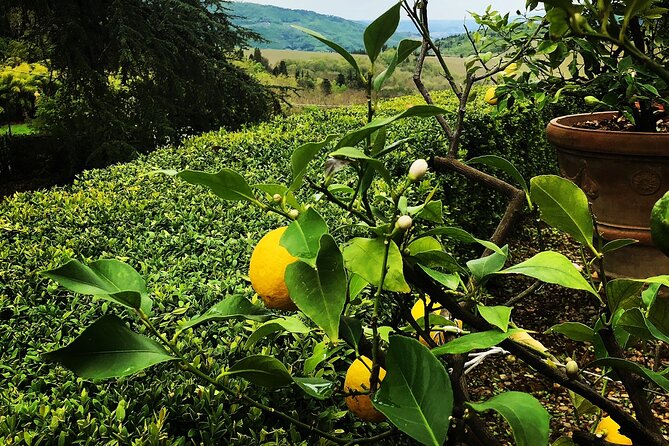 Wine Tasting Activity at Chianti Rufina - Meeting and Pickup Details