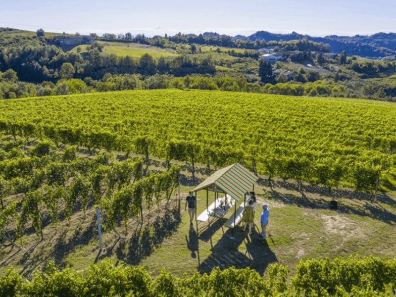 Wine Tasting and Food Pairings in Langhe and near Alba - What Makes the Winery Visit Special?