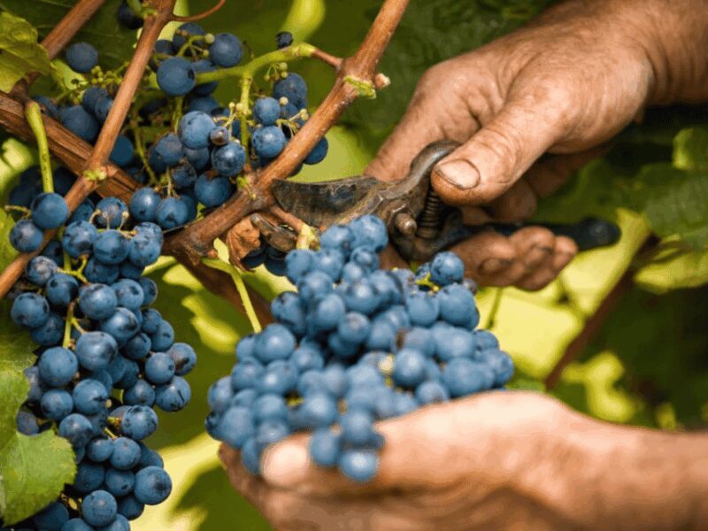 Wine Tasting and Food Pairings in Langhe and near Alba - Authentic and Practical: What You’ll Take Away