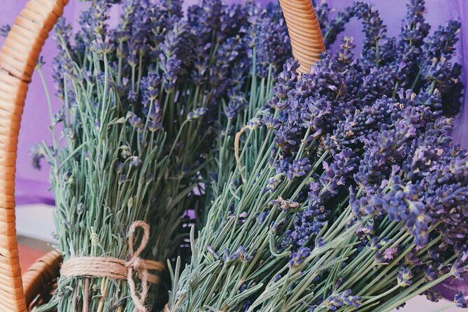 Wine Tasting and lavender Farm Tours - What Makes This Tour Stand Out?