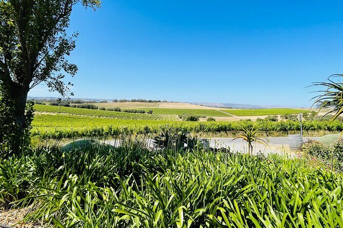 Wine Tasting and Lunch Private Tour in McLaren Vale - Authentic Insights from Reviews