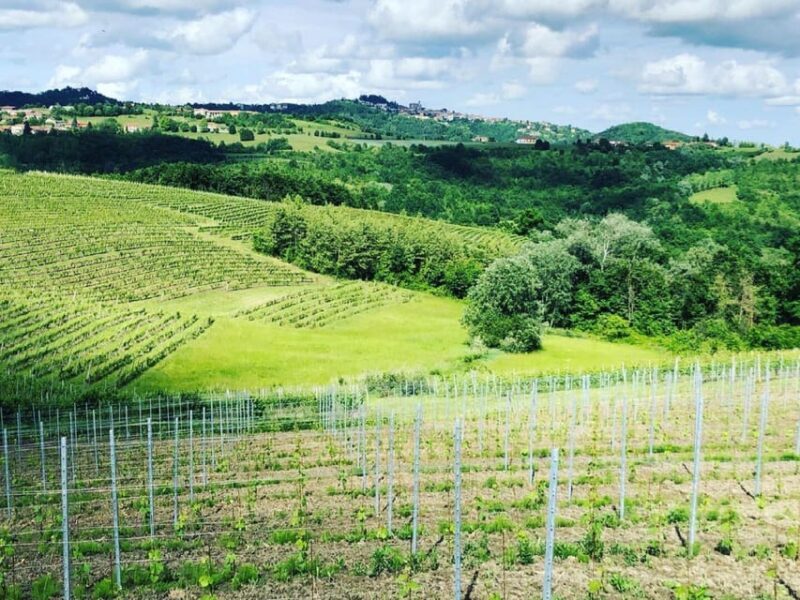 Wine Tasting and Winery Visit near Asti and Turin - What to Expect from This Piedmont Wine Tour