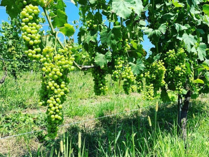Wine Tasting and Winery Visit near Asti and Turin - FAQ