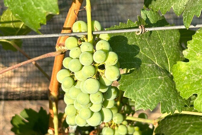 Wine Tasting experience in San Miguel de Allende - FAQ: Practical Questions Answered