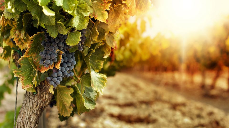 Wine Tasting Experience in the Apulian Countryside! - Key Points