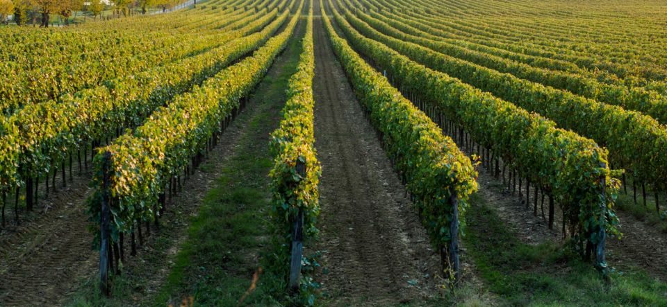 Wine Tasting Experience in the Apulian Countryside! - Itinerary Highlights
