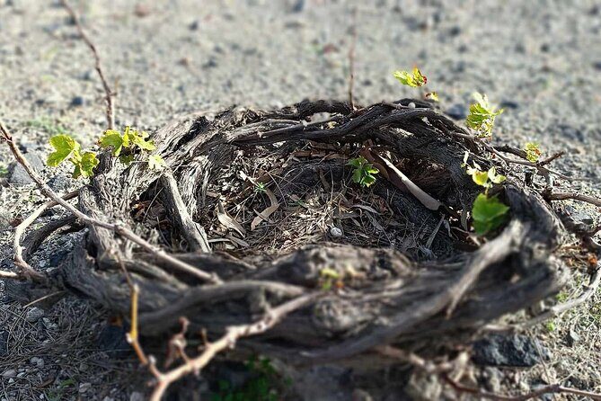 Wine Tasting & Highligh Experience in Santorini - The Practical Side: Price, Duration, and Value