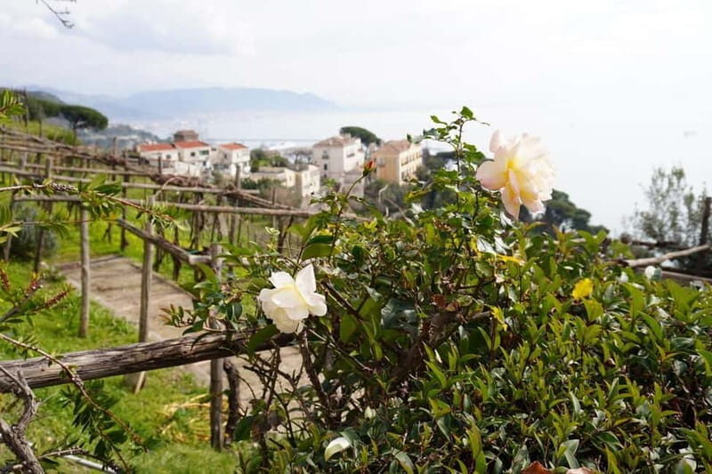 Wine tasting in Cilento with professional sommelier. - FAQ
