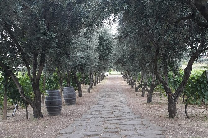 Wine Tasting in Frascati From Rome - Guest Testimonials and Ratings